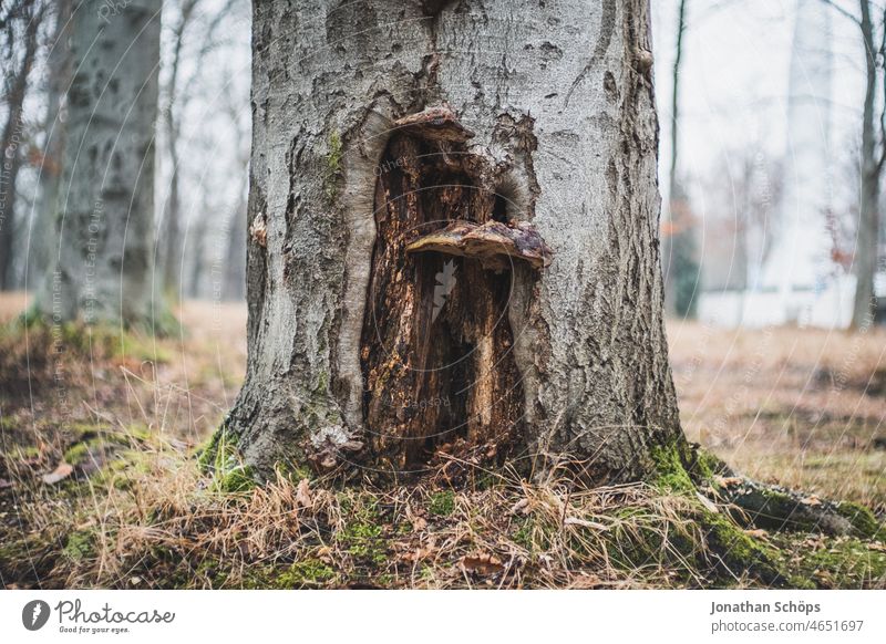 Tree with mushrooms portrait Forest Meadow Glade Nature Wood Exterior shot Environment Deserted Mushroom Tree fungus Winter tree portrait Colour photo Plant