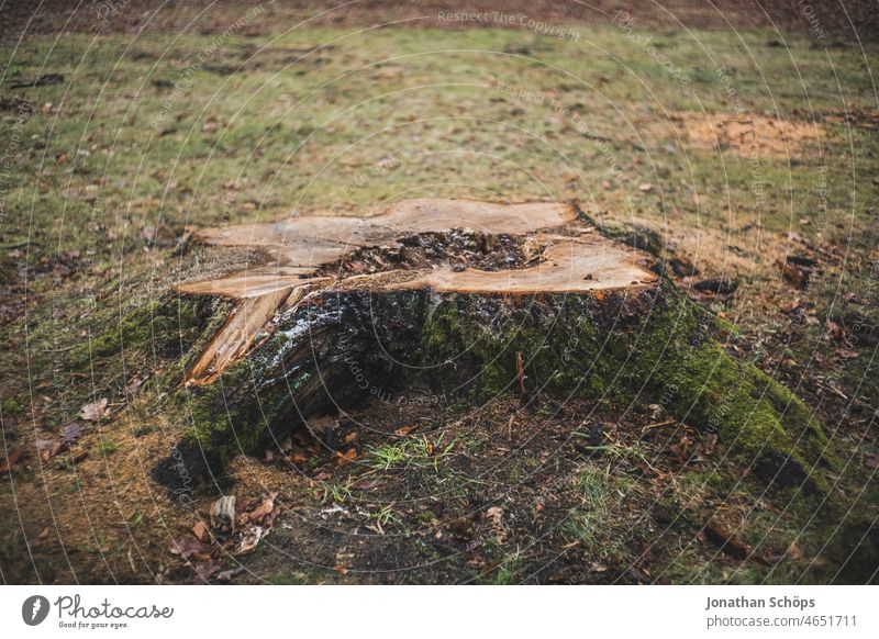 Tree stump sawed off in forest meadow sawn off Forest Meadow Glade Forestry tree felling felling trees Nature Wood Exterior shot Environment Deserted Logging