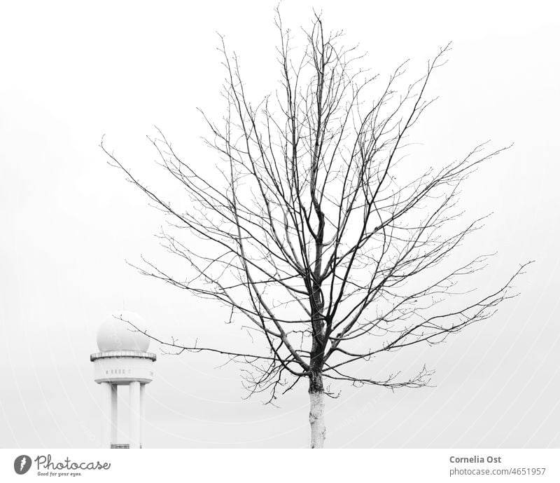 Tree in winter at airport in black and white Winter Cold Frost Landscape Deserted Environment Day Black & white photo Exterior shot Contrast black-and-white