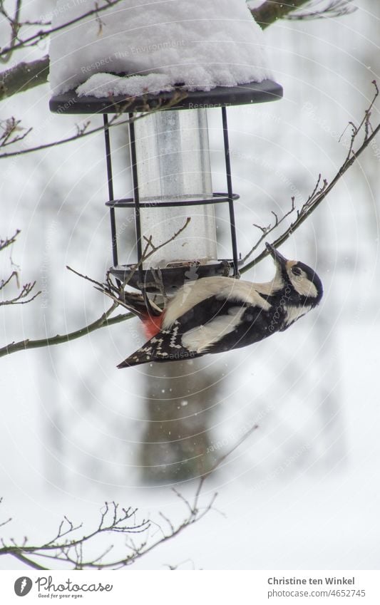 Hungry great spotted woodpecker at an empty snowy feeder Spotted woodpecker Bird Animal portrait Woodpecker Wild bird Wild animal winter feeding bird feeding