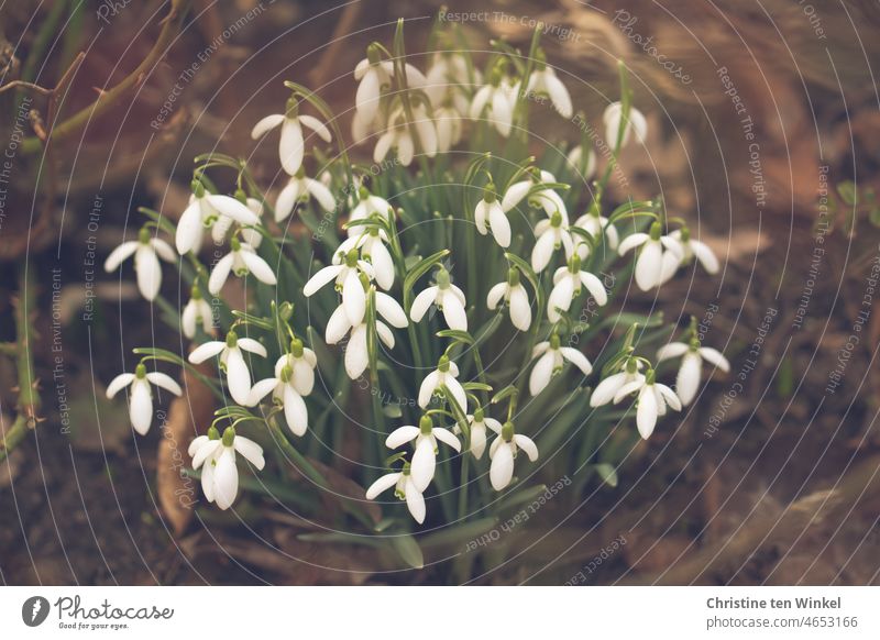 The snowdrops are blooming... Snowdrop Blossom Winter Spring fever Joie de vivre (Vitality) White Green pretty Positive naturally Near Small Happiness Esthetic
