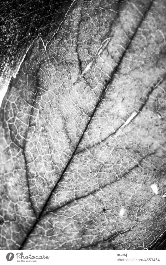 Leaf veins of a transilluminated leaf in b/w Rachis Change Transience naturally Old Decline Illuminate End Back-light Pattern Structures and shapes sad