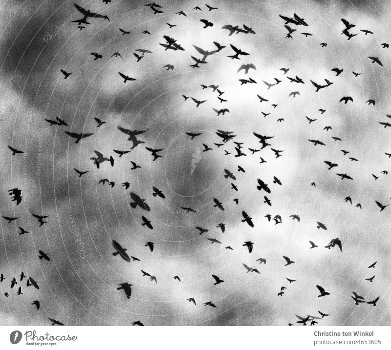 Corvids on flight home, they were | at the ass of the world Raven birds raben Flying Threat somber Gray Flock of birds Twilight crow Bird Sky