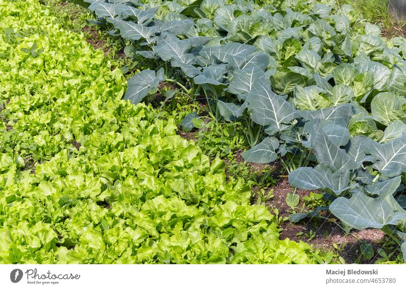 Organic green leaf vegetable plantation, selective focus. farm organic healthy lettuce natural field agriculture harvest food fresh garden