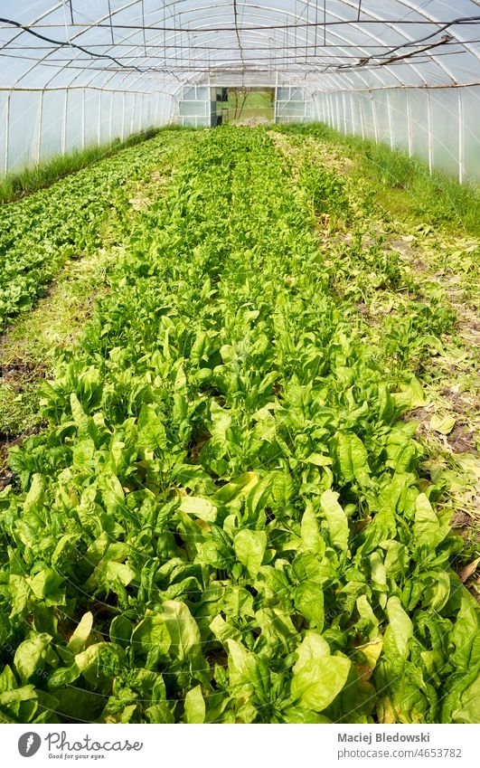Organic vegetables grown in a polytunnel. plant agriculture gardening greenery seedling farm food organic greenhouse natural dirt rural soil land nature leaf