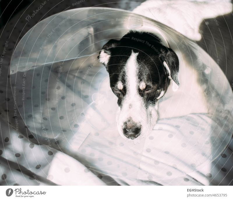 Sick labrador dog with elizabethan collar cone after surgical intervention lying in bed animal bolster canine care doggie doggy domestic emergency health hurt