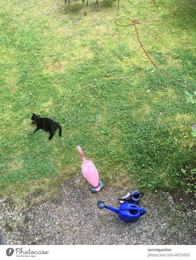 Black cat has paranoia.... :) Garden Cat hangover Lawn relaxed garden decoration Flamingo watering can Pet Animal Pelt Domestic cat Colour photo Observe Looking