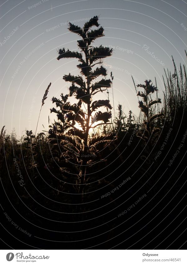 Sunset Silhouette Grass silhoutte silhuette