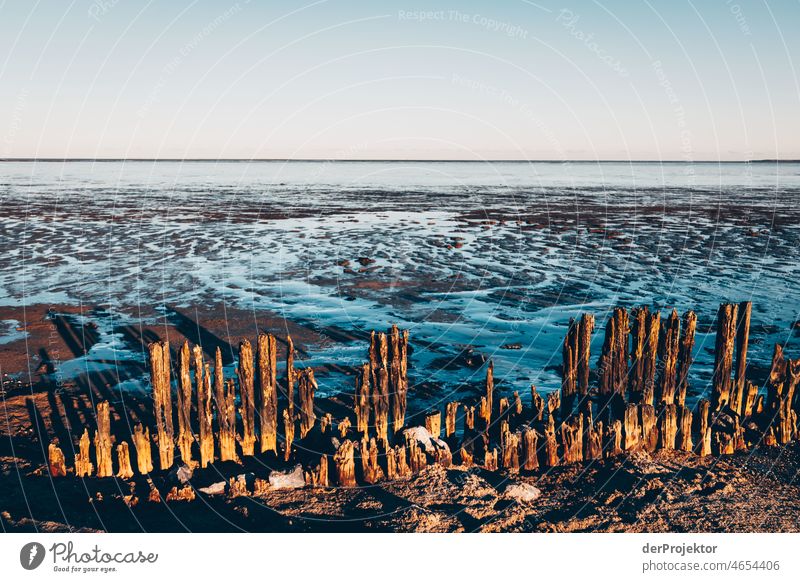 Coastal protection with groynes in the Wadden Sea in West Friesland Mud flats Unwavering Vacation & Travel Tourism Trip Far-off places Environment