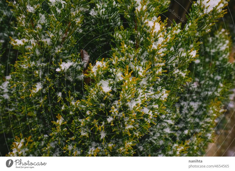 Abstract background of frozen green plants snow winter nature weather snowy cold freeze natural outdoors macro detail abstract texture frost retro vintage