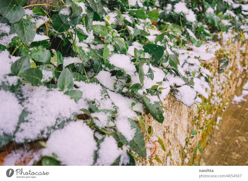 Abstract background of frozen green plants snow winter nature weather snowy cold freeze natural outdoors macro detail abstract texture frost retro vintage