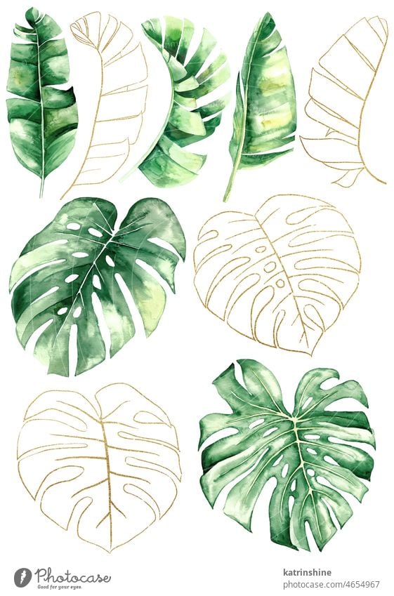 Green and Golden watercolor tropical banana and monstera leaves illustration Botanical Decoration Exotic Foliage Hand drawn Isolated Ornament Set Summer boho