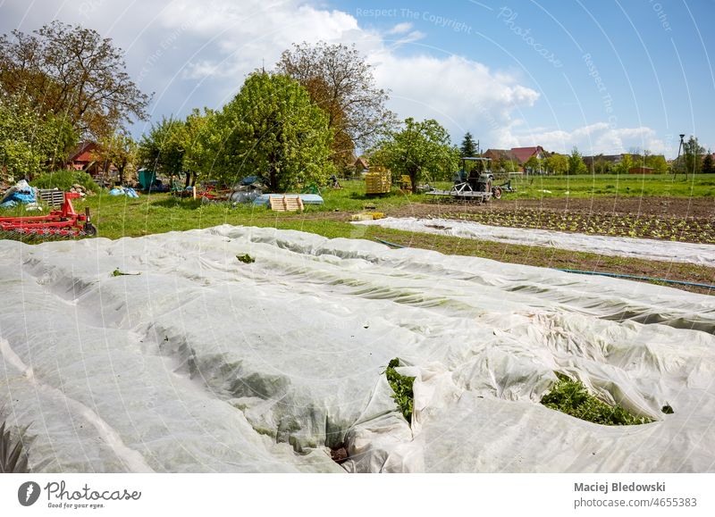 Organic vegetable farm with nonwoven agrotextile covering plants, selective focus. organic field agriculture produce white material fabric gardening growing