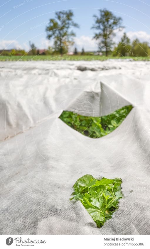 Close up of vegetable seedlings at organic farm with nonwoven agrotextile covering plants, selective focus. food field agriculture produce white material fabric