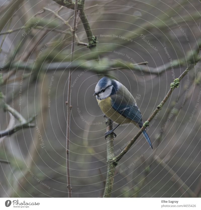 Blue tit in tree Tit mouse Bird Exterior shot Animal portrait Deserted Small Yellow