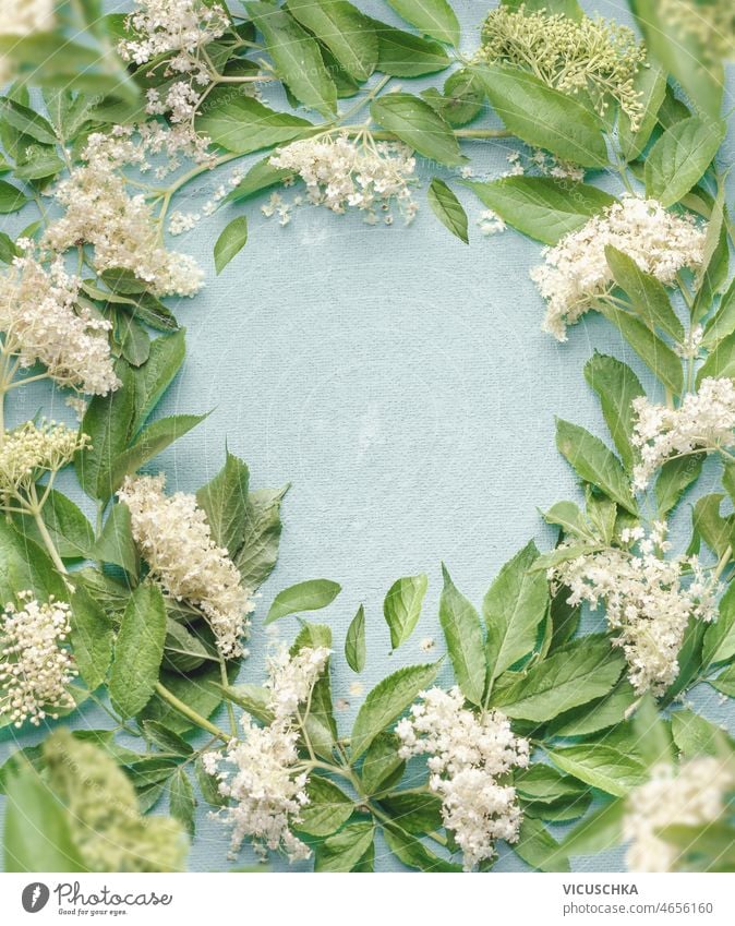 Frame of white elder flowers and green leaves on pale blue background frame circle copy space made seasonal summer springtime top view blooming blossom