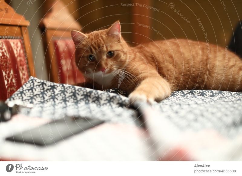 tabby red tomcat lies on a table with tablecloth and pulls the tablecloth into folds with his left paw. Cat hangover Animal Pet Pelt Red mackerelled Table cloth