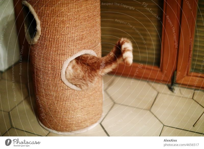 The tail of a red tabby cat wriggles out of a hole in the cat scratching post. Cat hangover Tails Red mackerelled red-mackerel Pet predator disorientation