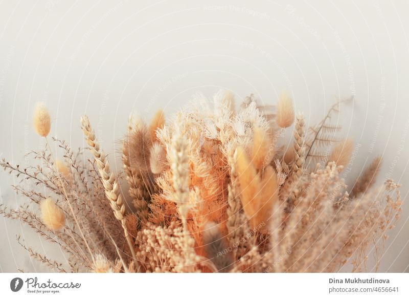 Dry plants, flowers and wheat backlit with sunlight - neutral color floral botanical background and texture. Horizontal background with copy space on top dry