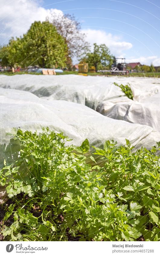 Organic vegetable farm with nonwoven agrotextile covering plants, selective focus. organic agriculture eco seedling rural field food industry produce white