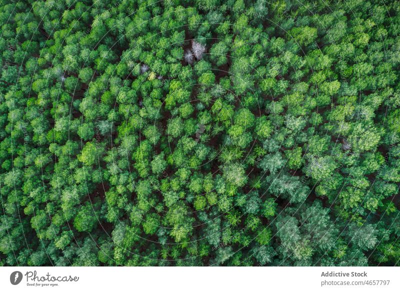 Drone view between lush green trees plant forest woods woodland nature vegetate grow grove growth environment high scenic flora summer light wild scene