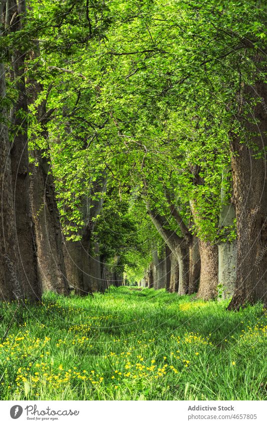 Rows of trees in forest plant woods woodland nature vegetate grow grove path flowers footpath spring blossom pathway grass growth environment lush high scenic