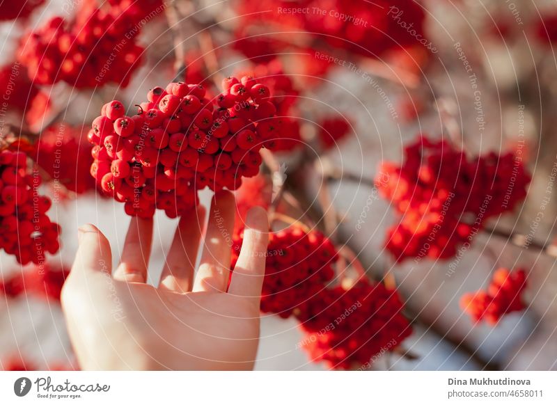 One hand holding a bunch of red ripe rowan berries hanging from a rowan tree in autumn. Harvest red berries. Rowanberry foliage naturally Style vegetarian Red