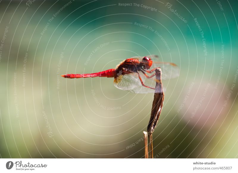 Ready for takeoff Dragonfly Dragonfly wings 1 Animal Red Landing Airplane takeoff Fly Stop Intermediate station Break Calm Insect Wing Pond Clever