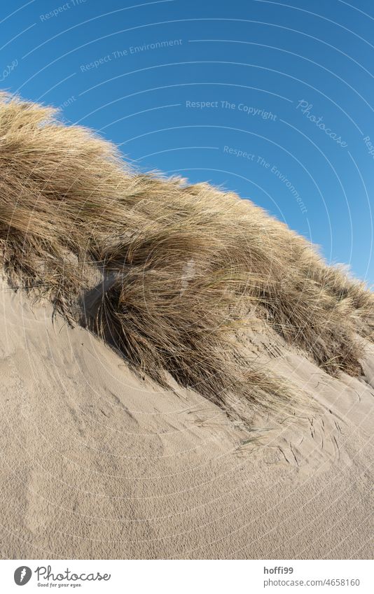 windy day with blue sky over dune with dune grass duene Marram grass Blue sky Wind Beautiful weather Sand Beach coast Landscape Ocean Sky Summer North Sea