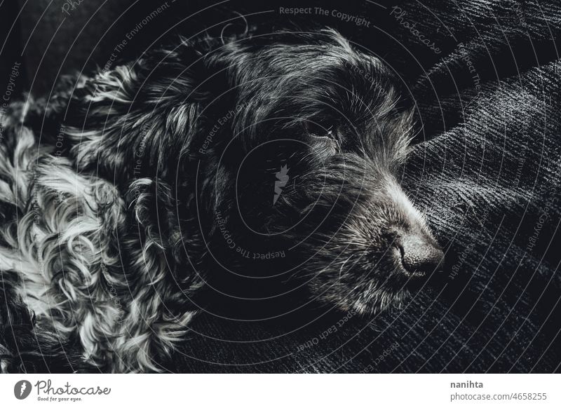 Beautiful portrait of a black and white cocker spaniel dog pet cocker spaniel inglés love close close up closeup soft fluffy hairy furry lovely family care