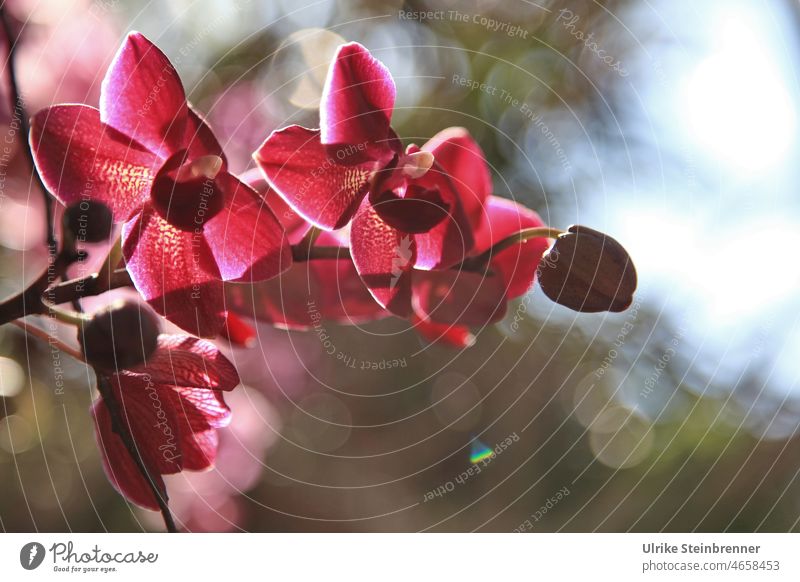 Pink Orchid Flower Blossom Exotic Close-up Red Back-light Light Sunlight shine Orchidaceae Ornamental plant cultivated plant Orchid cultivation