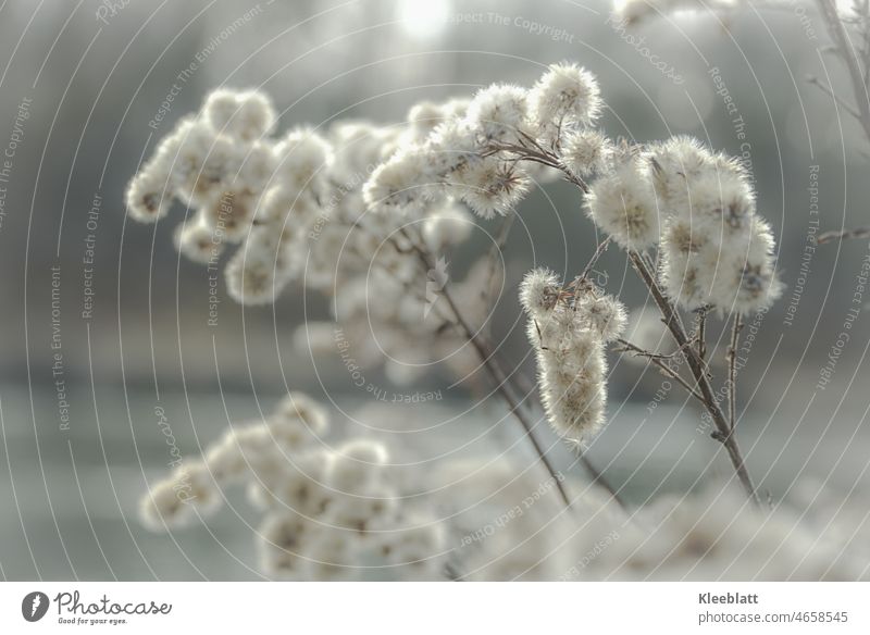 Fluffy soft seed umbels on already withered stems - blurred background and fine bokeh bw/white seed pods flower seeds Shriveled Central view