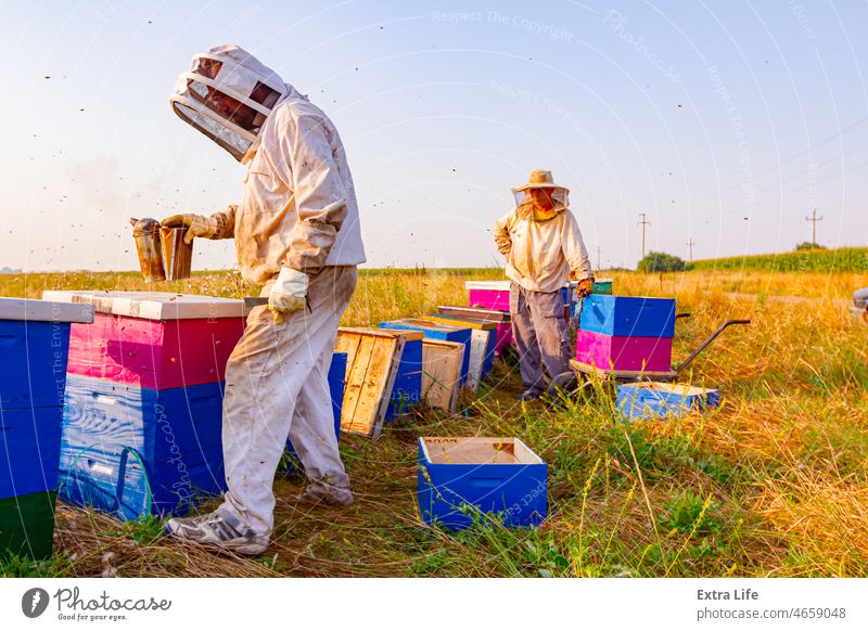 Two apiarists, beekeepers are checking bees on honeycomb wooden frame Agriculture Apiarist Apiary Apiculture Bee Keeper Beehive Beekeeper Beekeeping Beeswax Bug