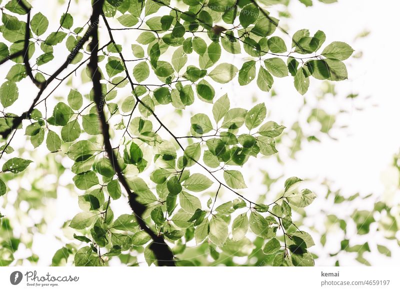 foliage Leaf Leaflet Green wax Above Nature Plant naturally Colour photo Fresh Beech tree Beech leaf Many
