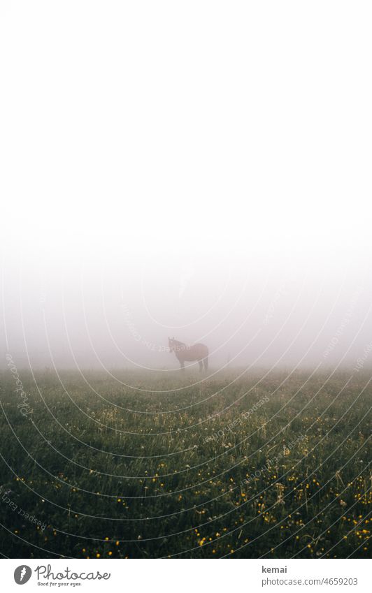 Horse in the fog Nature Fog Meadow paddock Flower Grass Stand look Willow tree Deserted Animal Landscape white space Green Yellow blossom White