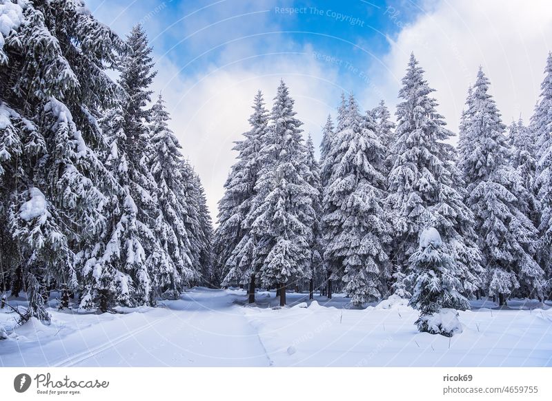 Landscape in winter in Thuringian forest near Schmiedefeld am Rennsteig Winter Snow Thueringer Wald Tree Forest Nature Sky Clouds Blue White Frost Cold vacation
