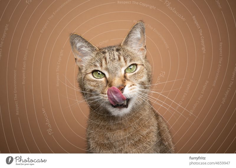 hungry cat licking lips looking at camera waiting for food one animal feline fur domestic shorthair tabby indoors studio shot cat's tongue sticking out tongue