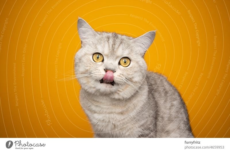 fluffy british shorthair cat hungry waiting for food licking lips one animal feline fur purebred cat cream colored indoors studio shot cat's tongue