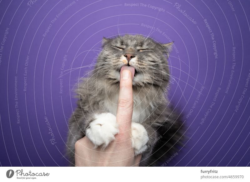 cute hungry cat licking creamy snack off finger one animal feline fluffy fur maine coon cat longhair cat blue tabby indoors studio shot cat's tongue papillae