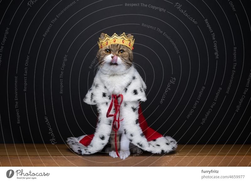 cute hungry cat wearing royal king costume with crown licking lips one animal feline fur british shorthair cat white tabby indoors studio shot copy space