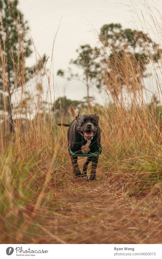 Pitbull walking through tall grass. dog pet animal canine portrait breed terrier puppy isolated cute domestic black white mammal pitbull cane corso brown