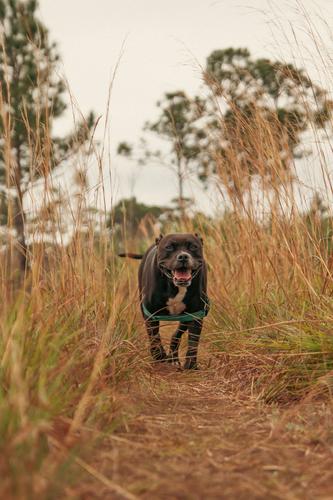 Pitbull walking through tall grass. dog pet animal canine portrait breed terrier puppy isolated cute domestic black white mammal pitbull cane corso brown
