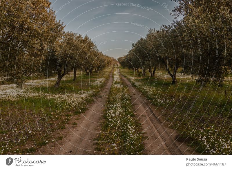 Road through Olive plantation Olive tree Tree Exterior shot Nature Agricultural crop Environment Day Plant Colour photo path road Agriculture Deserted