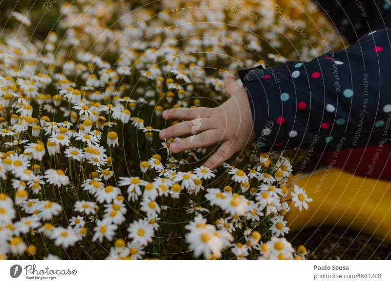 Close up child hand touching white flowers Hand Close-up Fingers Detail Child Exterior shot Infancy Colour photo wild flowers Daisy daisy meadow Spring