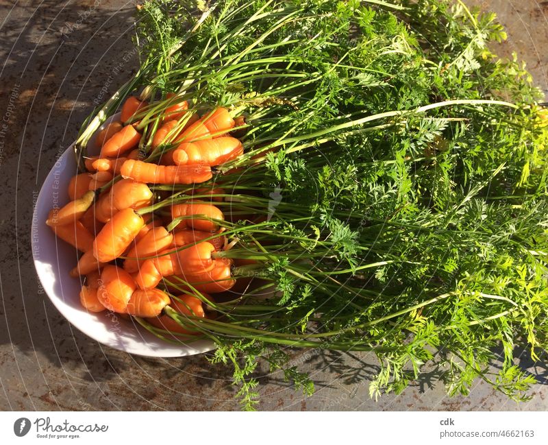 young vegetables carrots Carrot Harvest Orange Green bowl Fresh netted Vegetable salubriously Bunch carrots Eating food food products hobby Organic cultivation
