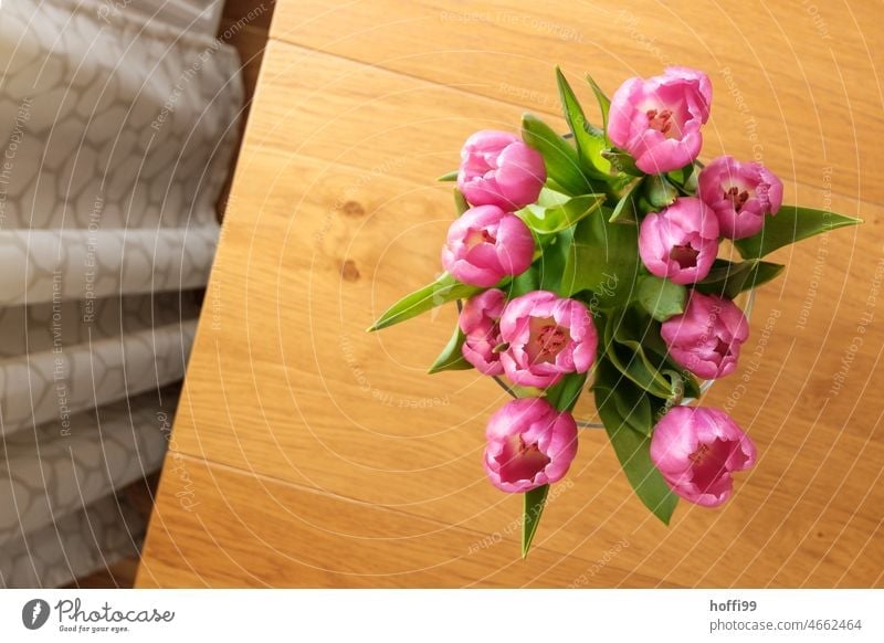 purple tulips in a vase on a table with curtain from above plan purple pink Tulip Vase with flowers Spring Bouquet Blossom Flower Green Blossoming Interior shot