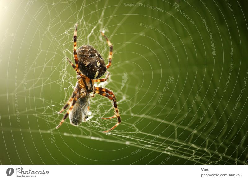Yes, am I crazy?! Nature Animal Summer Garden Wild animal Spider Insect 1 To feed Hunting Green Colour photo Multicoloured Exterior shot Close-up Deserted Day