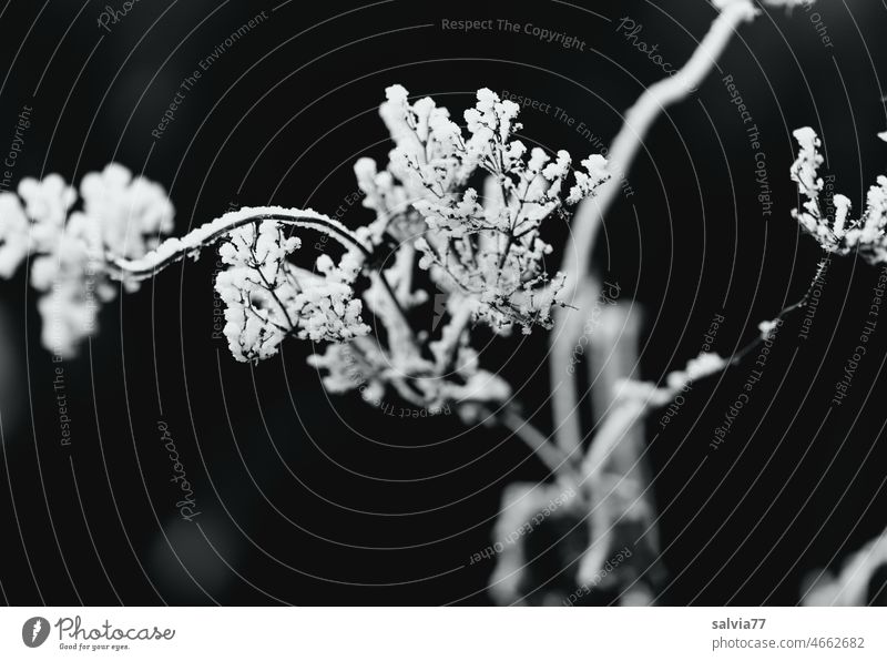 bizarre shapes, hoarfrost on grass flower Hoar frost Frost Plant Winter Ice Frozen Mature Snow White Black & white photo Ice crystal rigid black background