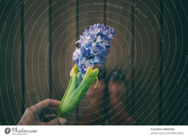 Woman holding a hyacinth in her hand Flower Hyacinthus Spring Plant Nature Colour photo Close-up Blossom Blossoming Deserted Shallow depth of field Detail