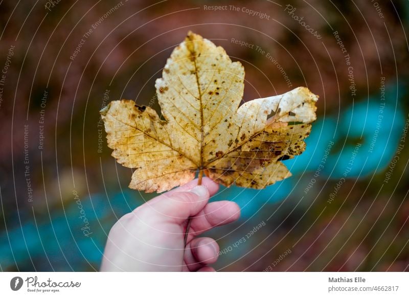 Leaf in hand shows the transience Maple leaf stop Yellow amass Individual Maple tree Forest Autumnal colours foliage Hand chilly weather Winter mood